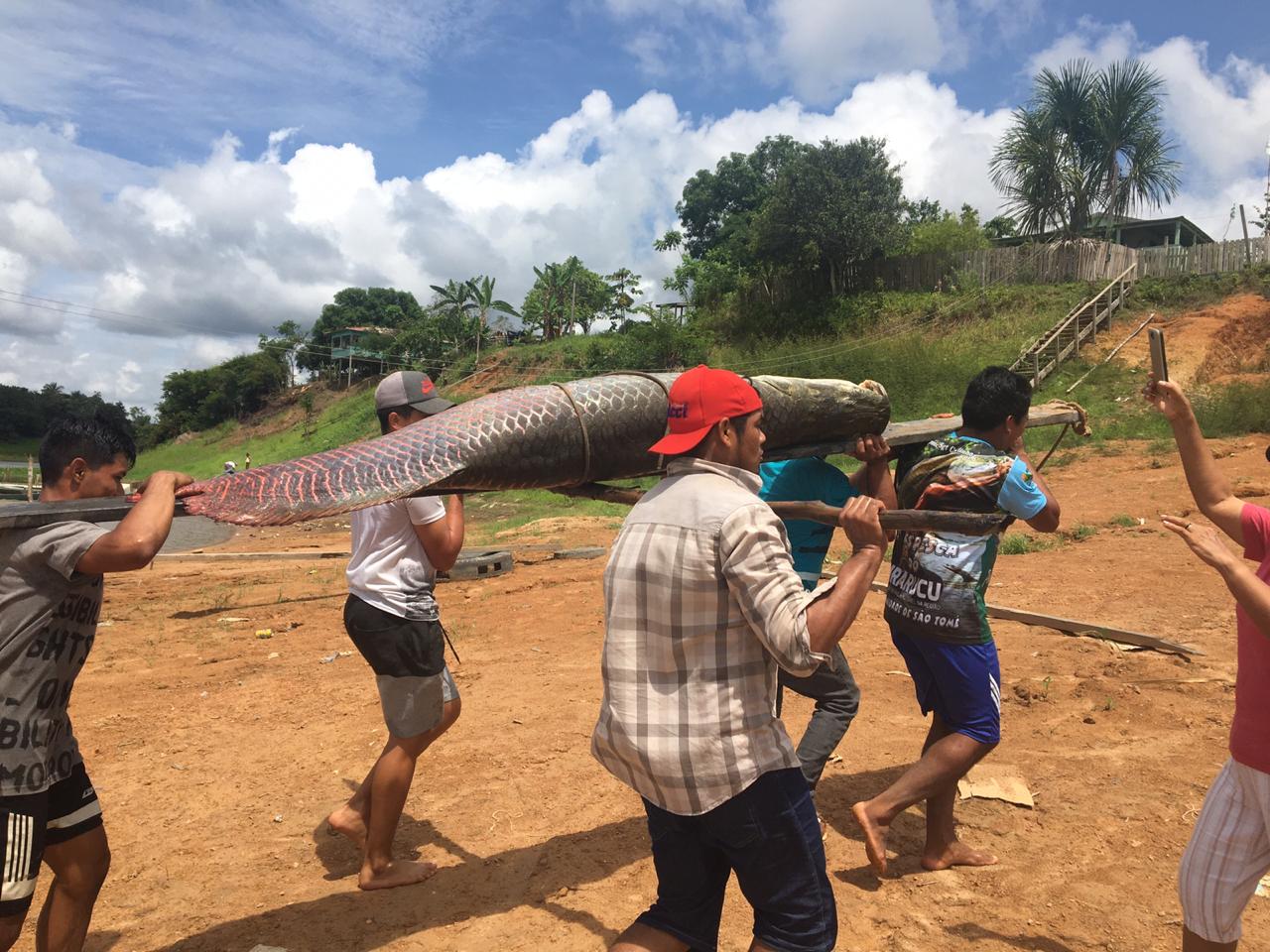 Pescadores de Boa Vista do Ramos dão início à captura do pirarucu