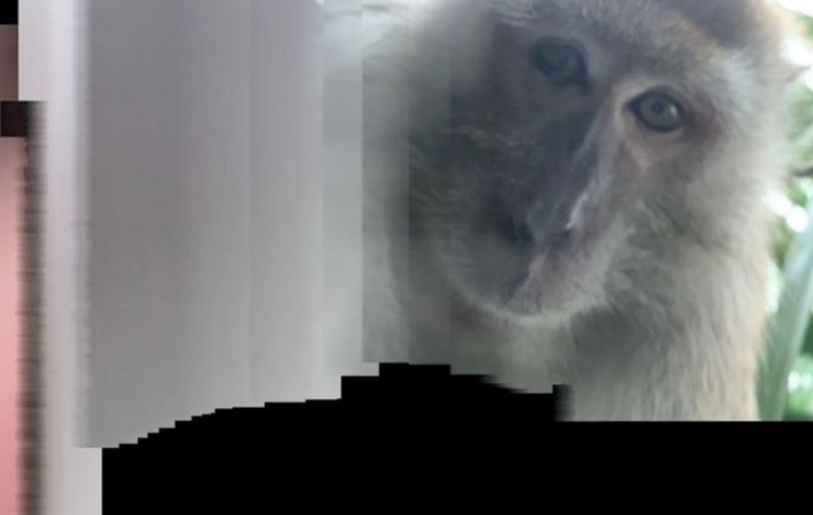 Após recuperar celular perdido, homem se depara com selfies de macaco