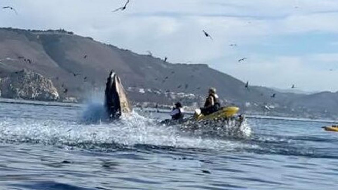 Vídeo mostra baleia engolindo caiaque com duas amigas dentro