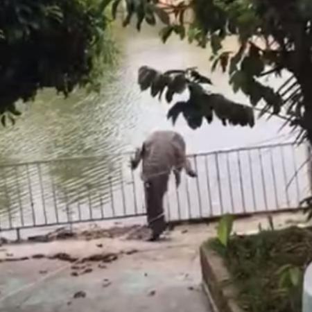 Crocodilos invadem ruas e assustam moradores após inundações no México