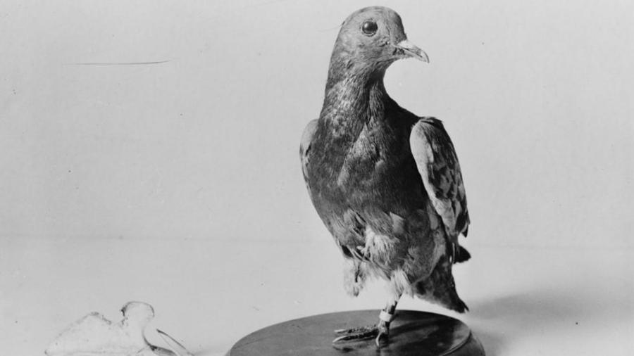 Carta entregue por pombo-correio na 1ª Guerra é achada após 110 anos