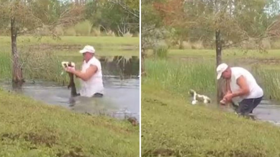 Vídeo mostra homem tirando cachorro da boca de jacaré em lago