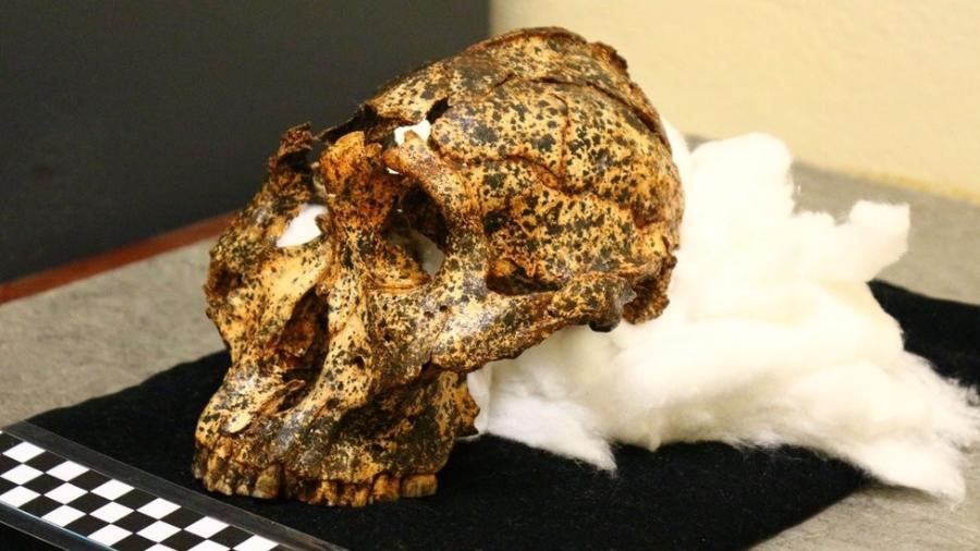 Crânio de ‘primo’ dos humanos de 2 milhões de anos traz novas pistas sobre evolução