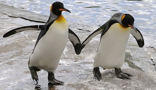 Pinguins gays roubam ninho de ‘casal lésbico’ e tentam chocar os ovos