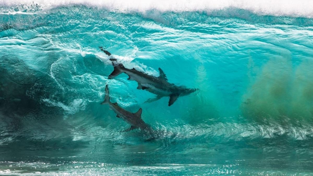 Tubarões ‘pegando onda’ concorrem em premiação de fotografia