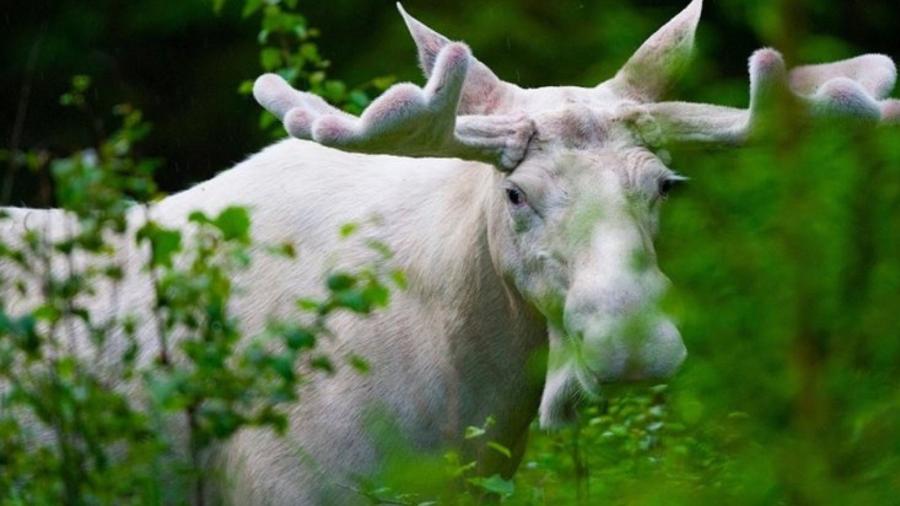 Caçadores matam alce branco ‘espiritual’; caso revolta população no Canadá