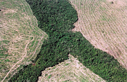 Plano contra desmatamento da Amazônia é exigido em ação no STF