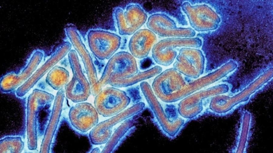 Transmissão de vírus raro entre humanos é identificada na Bolívia