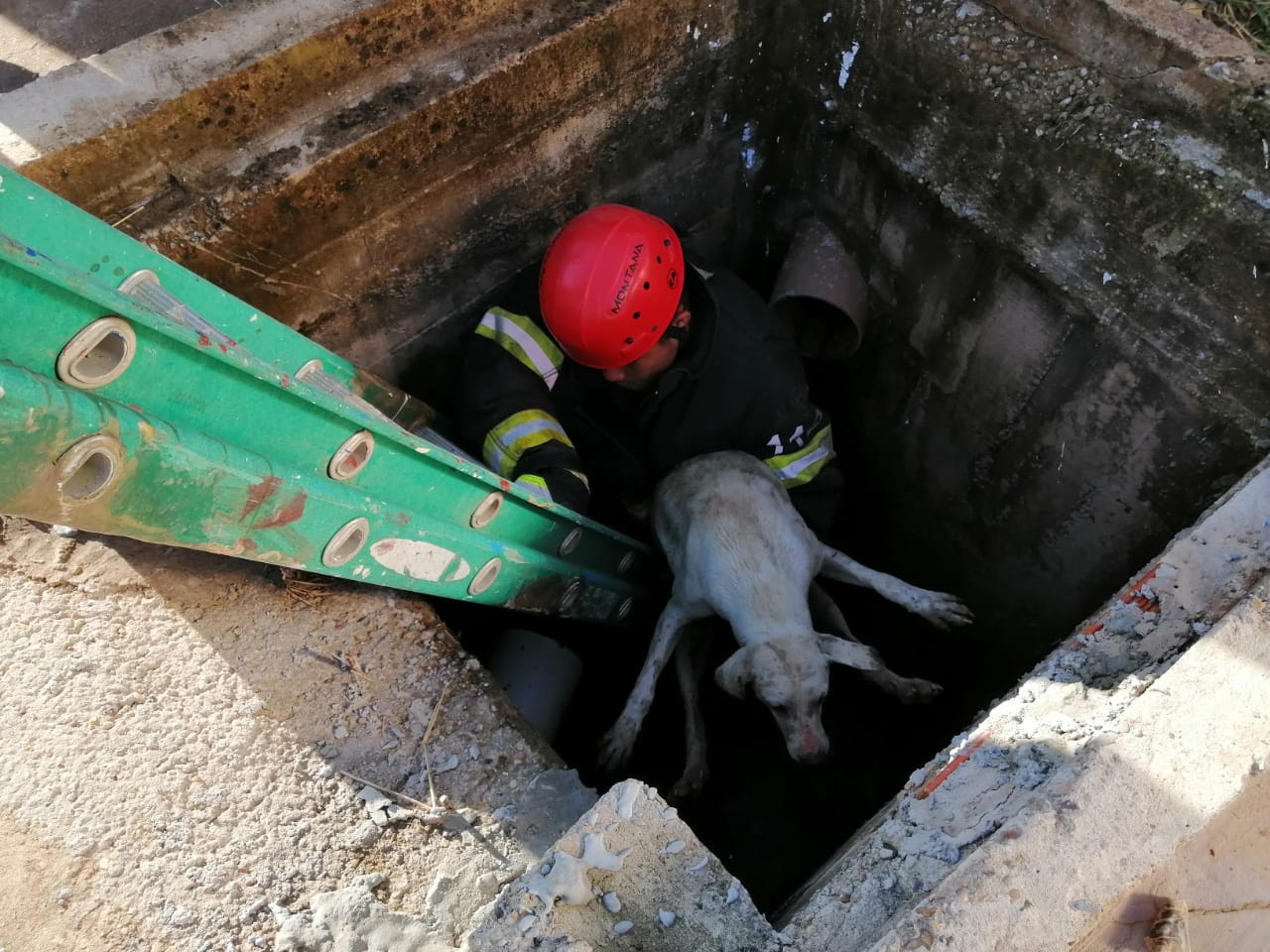 Bombeiros militares resgatam cachorro preso em um bueiro em Tabatinga