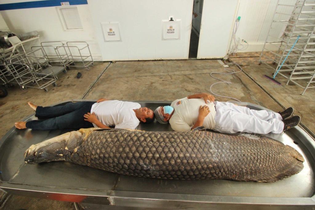 Ribeirinhos capturam pirarucu gigante de 2,9 metros e mais de 200 quilos, no Amazonas