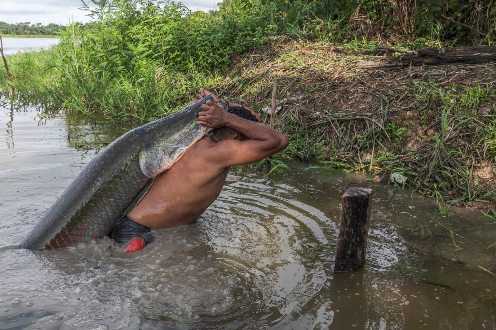 ‘Pirarucu – o respiro da Amazônia’ disputa o ‘Oscar’ da natureza